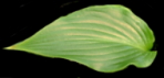 fluctuans Parviflora