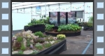 Video of our display at Gardeners' World
