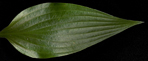 Lancifolia