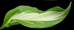 Rohdeifolia