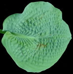 Sea Lotus Leaf