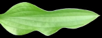 sieboldii f. spathulata