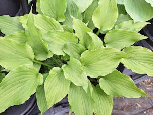 capitata