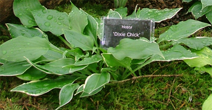 Dixie Chick