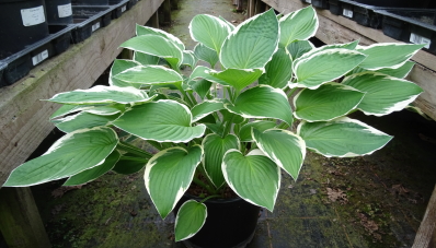 Klopping Variegated